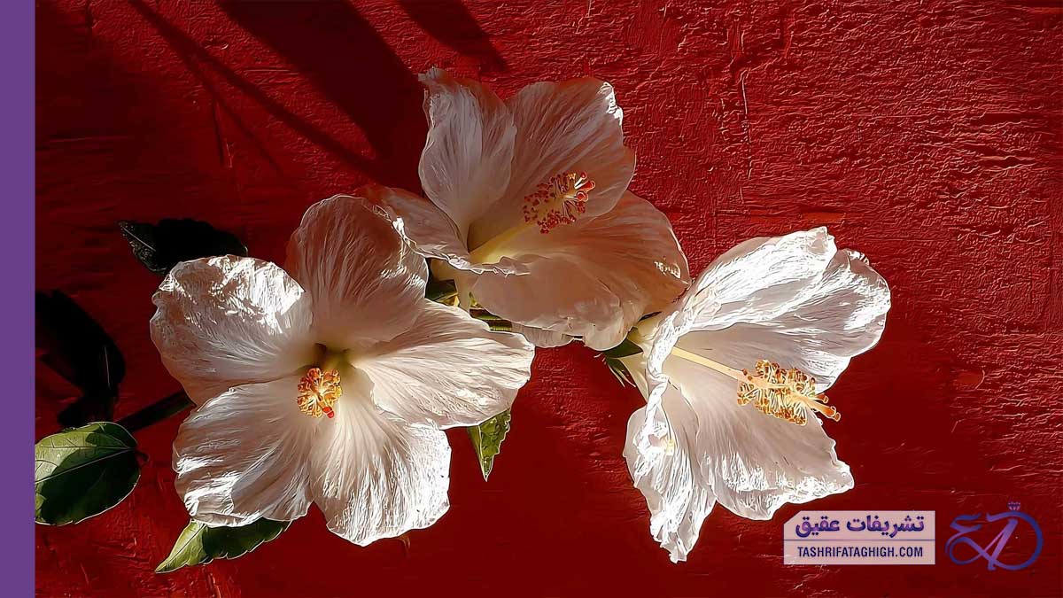 10 بهترین گل فروشی در صدرا